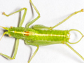 Southern Oak Bush-cricket